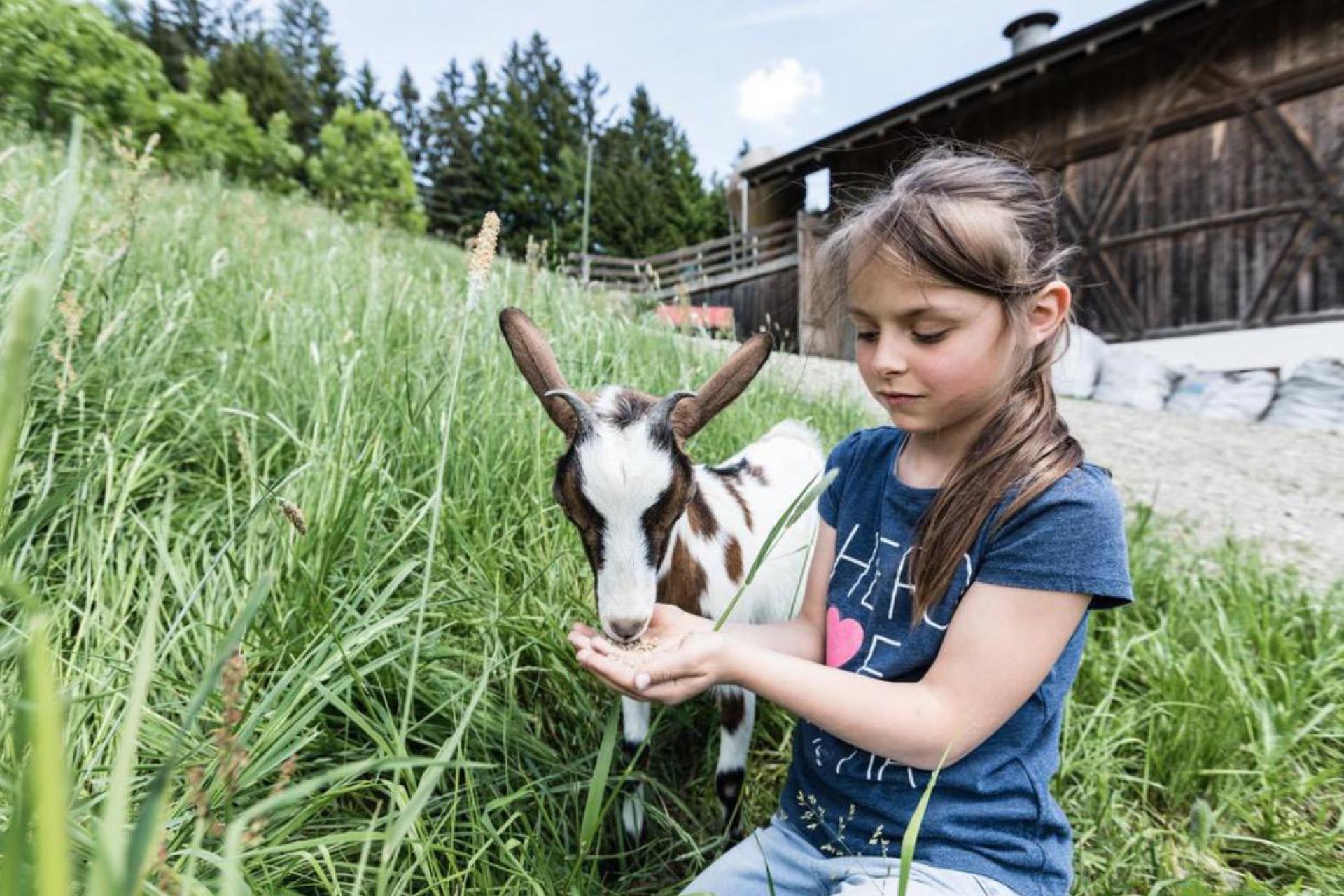 Active agriturismo with farm animals in Trentino